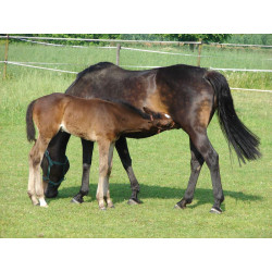 POLYFIRST PF1 drinker