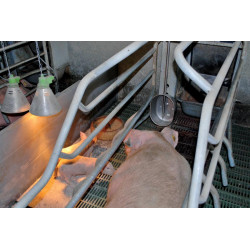 POLYPORC drinker "Piglet" POLYPORC drinker "Piglet"