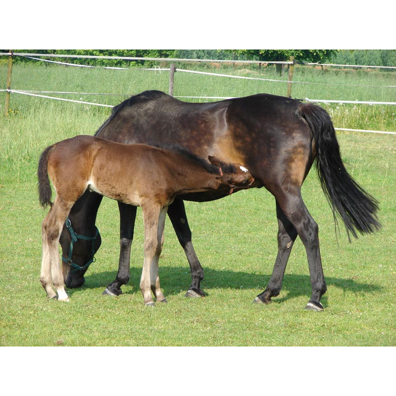 POLYFIRST PF1 drinker