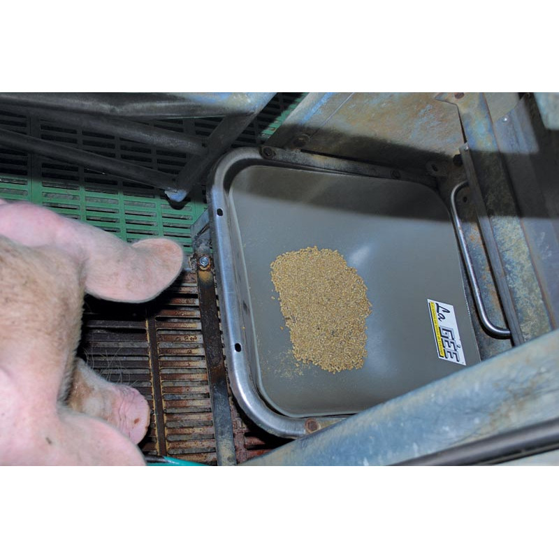 Individual trough for pigs